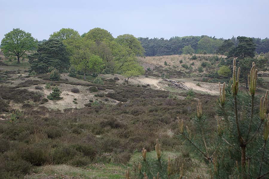 heide4410.jpg