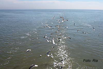 Texel foto: Louis Moens