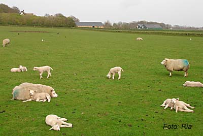 Texel foto: Louis Moens