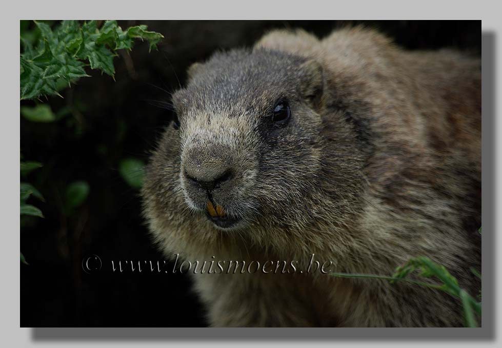 Marmot Louis Moens