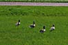 Lelystad - foto Louis Moens