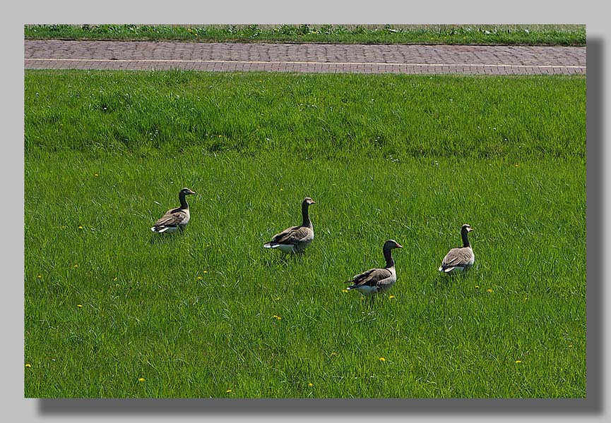 Lelystad - foto Louis Moens