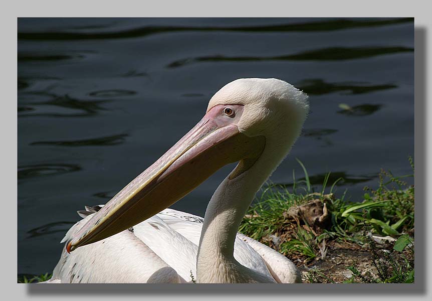 Planckendael - foto: Louis Moens