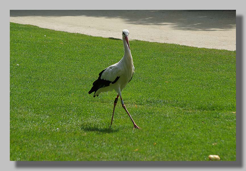 Planckendael - foto: Louis Moens