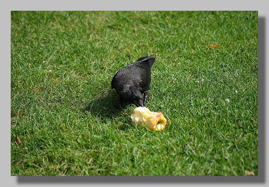 Planckendael - foto: Louis Moens