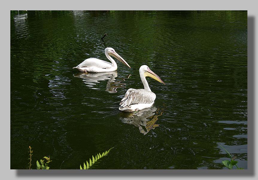 Planckendael - foto: Louis Moens