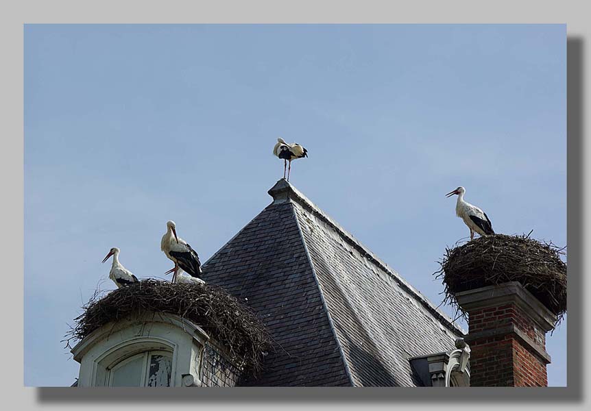 Planckendael - foto: Louis Moens