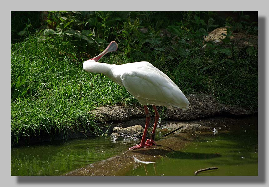 Planckendael - foto: Louis Moens