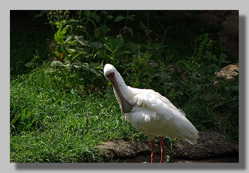 Planckendael - foto: Louis Moens