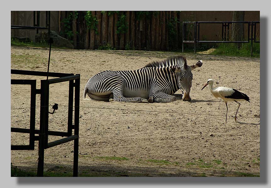 Planckendael - foto: Louis Moens