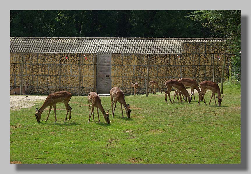 Planckendael - foto: Louis Moens