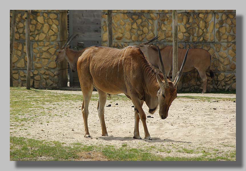 Planckendael - foto: Louis Moens