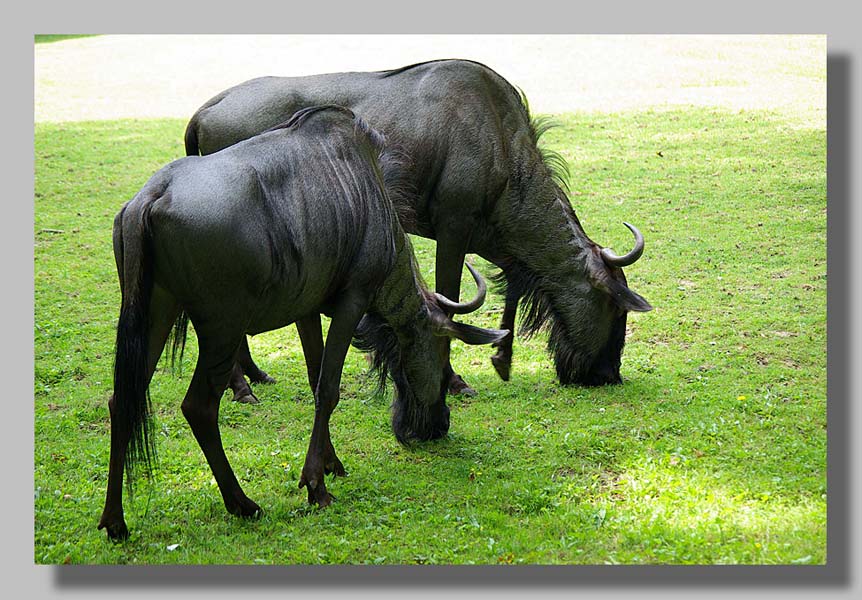 Planckendael - foto: Louis Moens