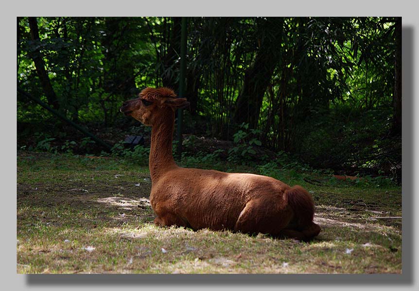 Planckendael - foto: Louis Moens