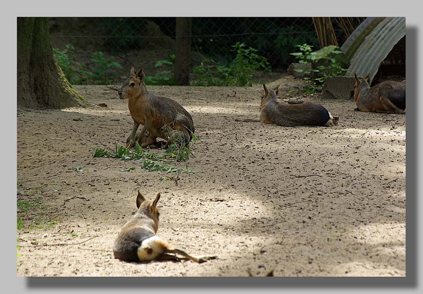 Planckendael - foto: Louis Moens