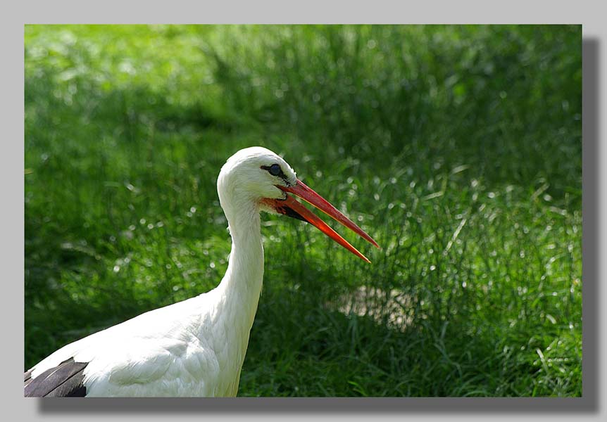 Planckendael - foto: Louis Moens