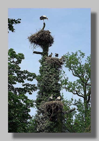 Planckendael - foto: Louis Moens