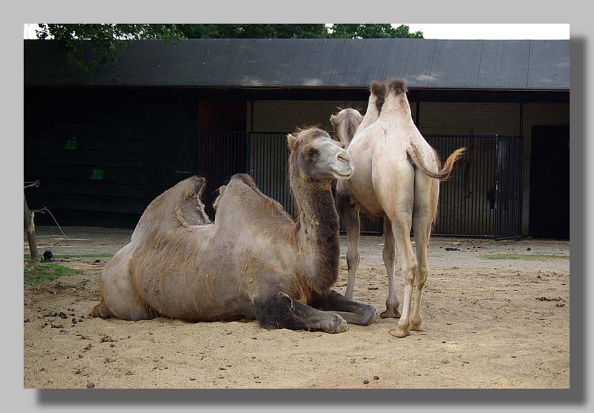 Planckendael - foto: Louis Moens