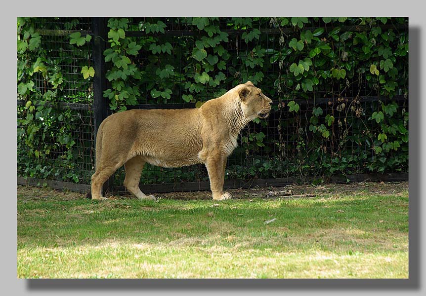 Planckendael - foto: Louis Moens