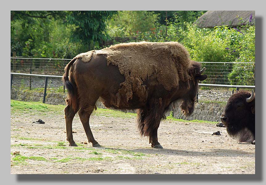 Planckendael - foto: Louis Moens