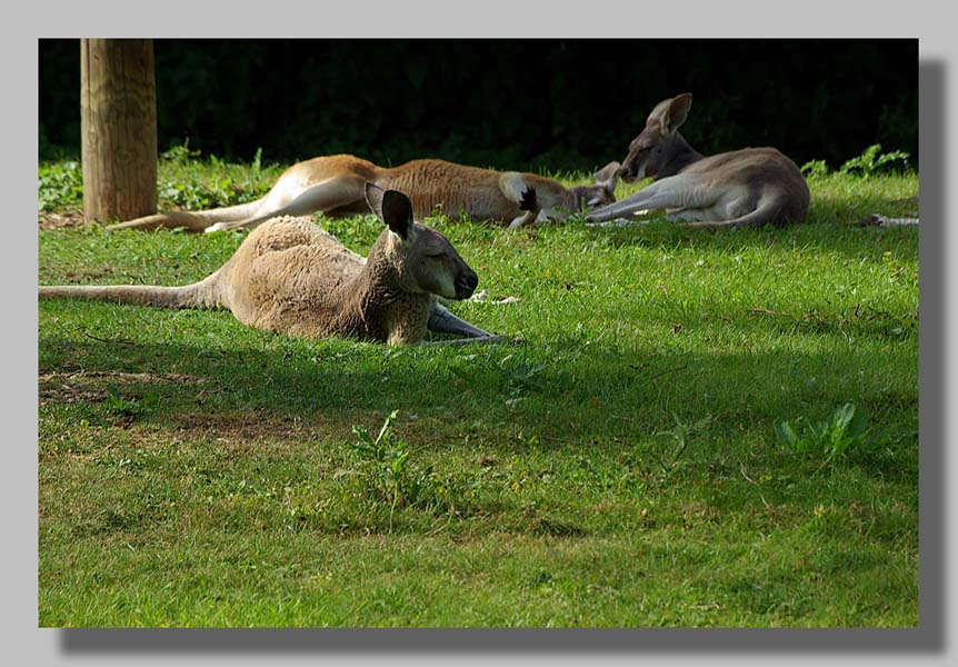 Planckendael - foto: Louis Moens