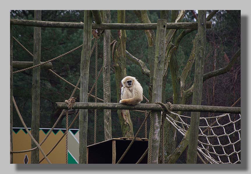 Beekse Bergen 2015: foto's Louis Moens