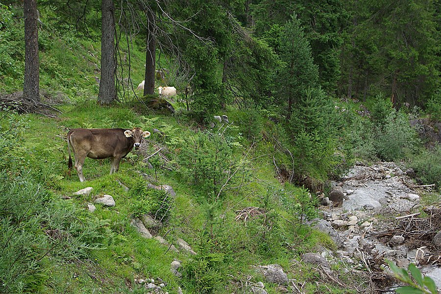 louis moens tirol